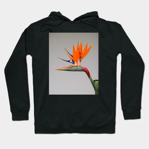 Bird of Paradise Hoodie by Thomas G. Bugarin